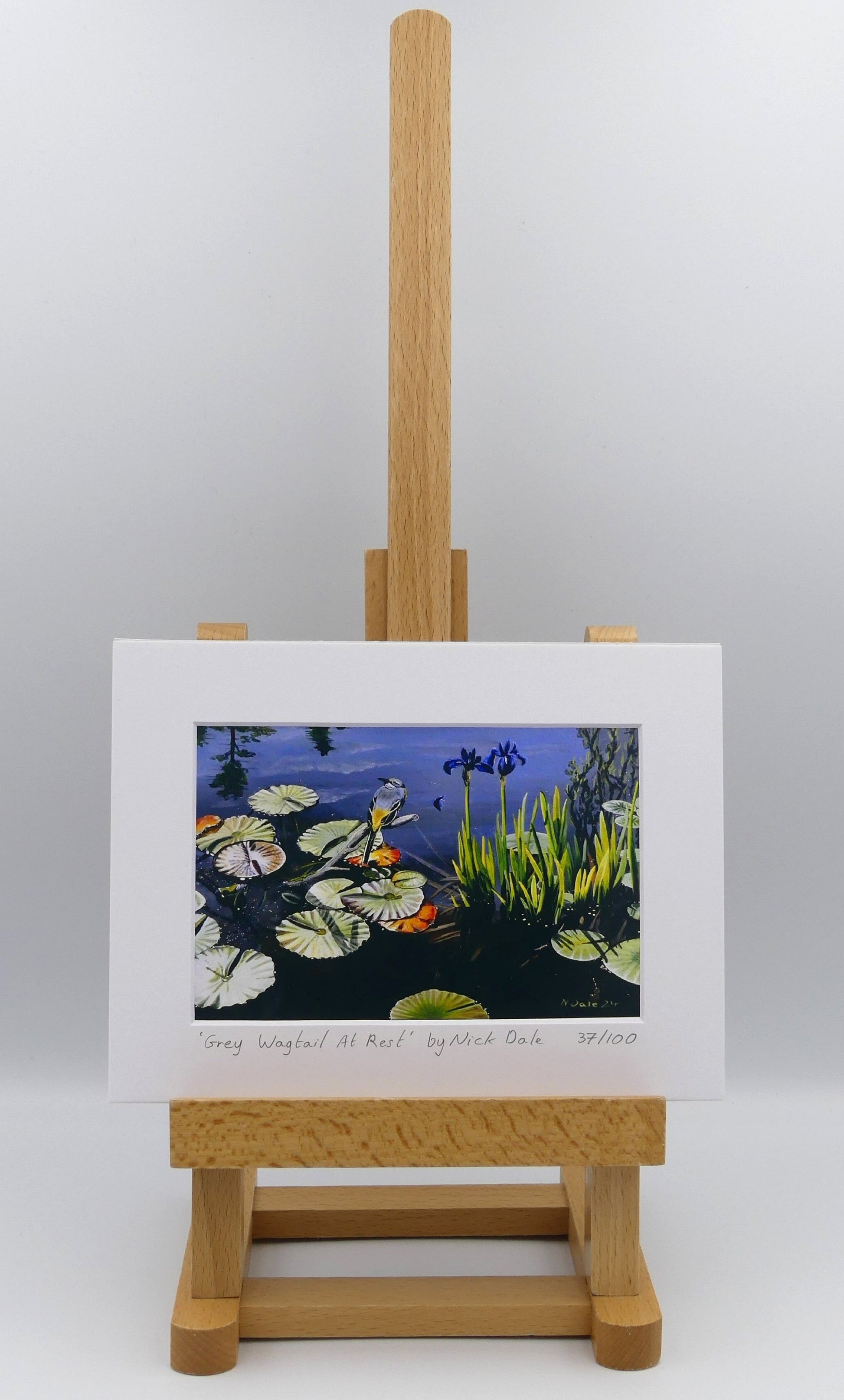 Image of Small Art Print featuring a copy of the painting 'Grey Wagtail At Rest' by Nick Dale. The print depicts a grey wagtail bird at rest, perched on top of a submerged stick above a pond. Whilst the grey wagtail was observed at Athelhampton House in Dorset the pond's vegetation is more closely based on a pond at Knightshayes Court in Devon. The print is situated on a small easel.