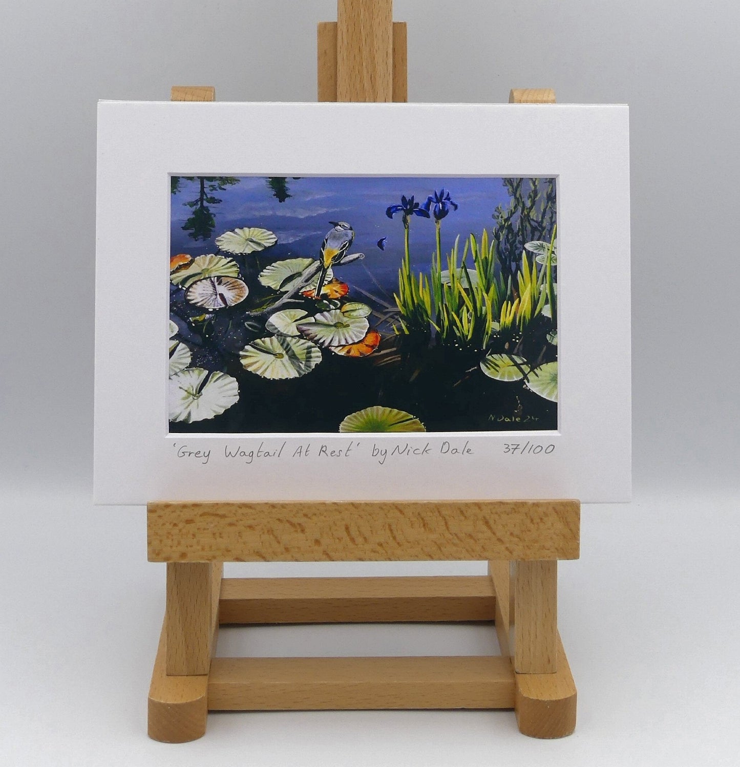 Image of Small Art Print featuring a copy of the painting 'Grey Wagtail At Rest' by Nick Dale. The print depicts a grey wagtail bird at rest, perched on top of a submerged stick above a pond. Whilst the grey wagtail was observed at Athelhampton House in Dorset the pond's vegetation is more closely based on a pond at Knightshayes Court in Devon. The print is situated on a small easel.