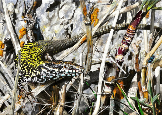 Image of the original painting 'Common Wall Lizard Near Worth Matravers' by Nick Dale. The painting depicts a close up view of a common wall lizard in the clifftop Hedbury Quarry, south of Worth Matravers. Has the lizard clocked the nearby beetle?