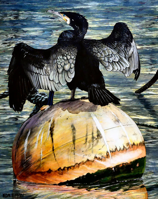 Image of the original painting 'Cormorant At West Bay' by Nick Dale. The painting depicts a close-up of a cormorant sunbathing on a Mooring Buoy in West Bay's harbour in Dorset.